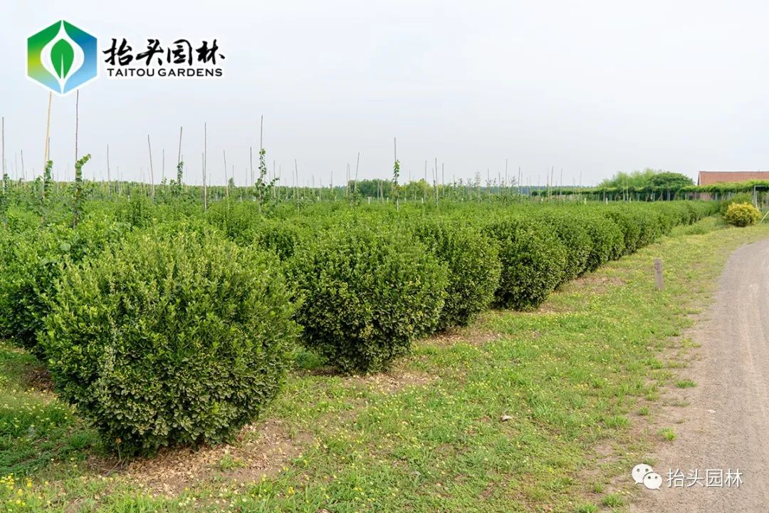 園林中常用作綠籬及背景種植材料,亦可叢植草地邊緣或列植於園路兩旁