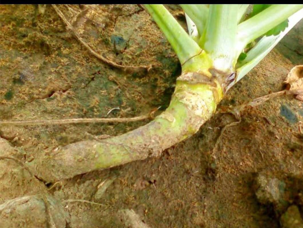 茎基部出现湿润状淡褐色病斑,中下部包叶在中午似失水状菱蔫,初期早晚