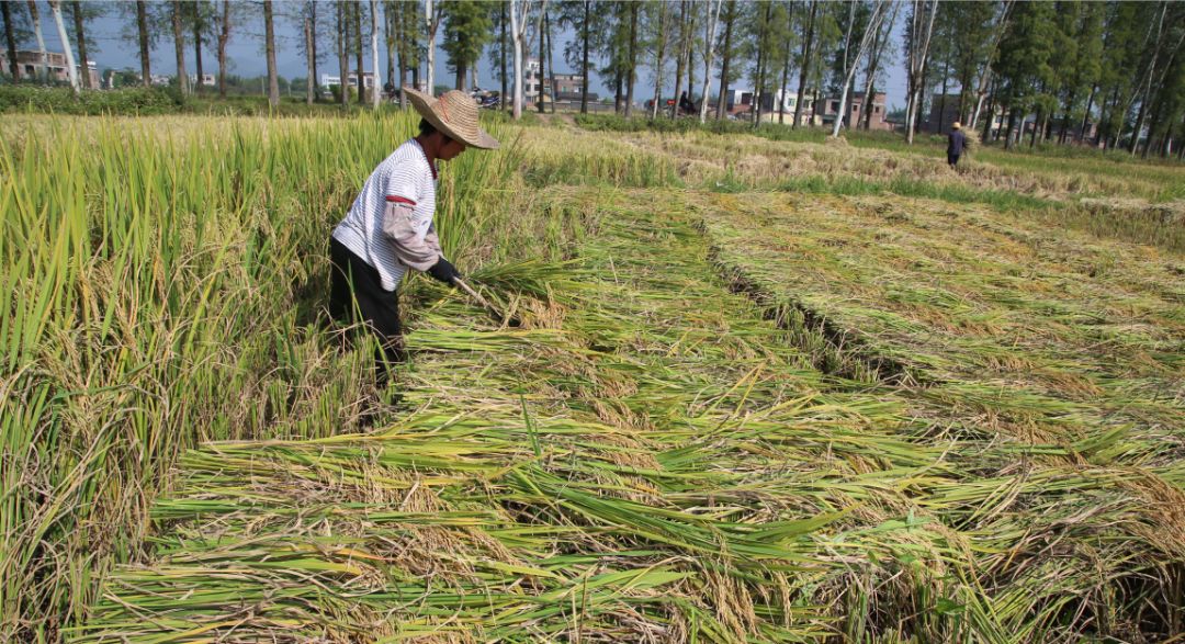 怀集丰收季:又到收割时,你还记得儿时的割禾吗?