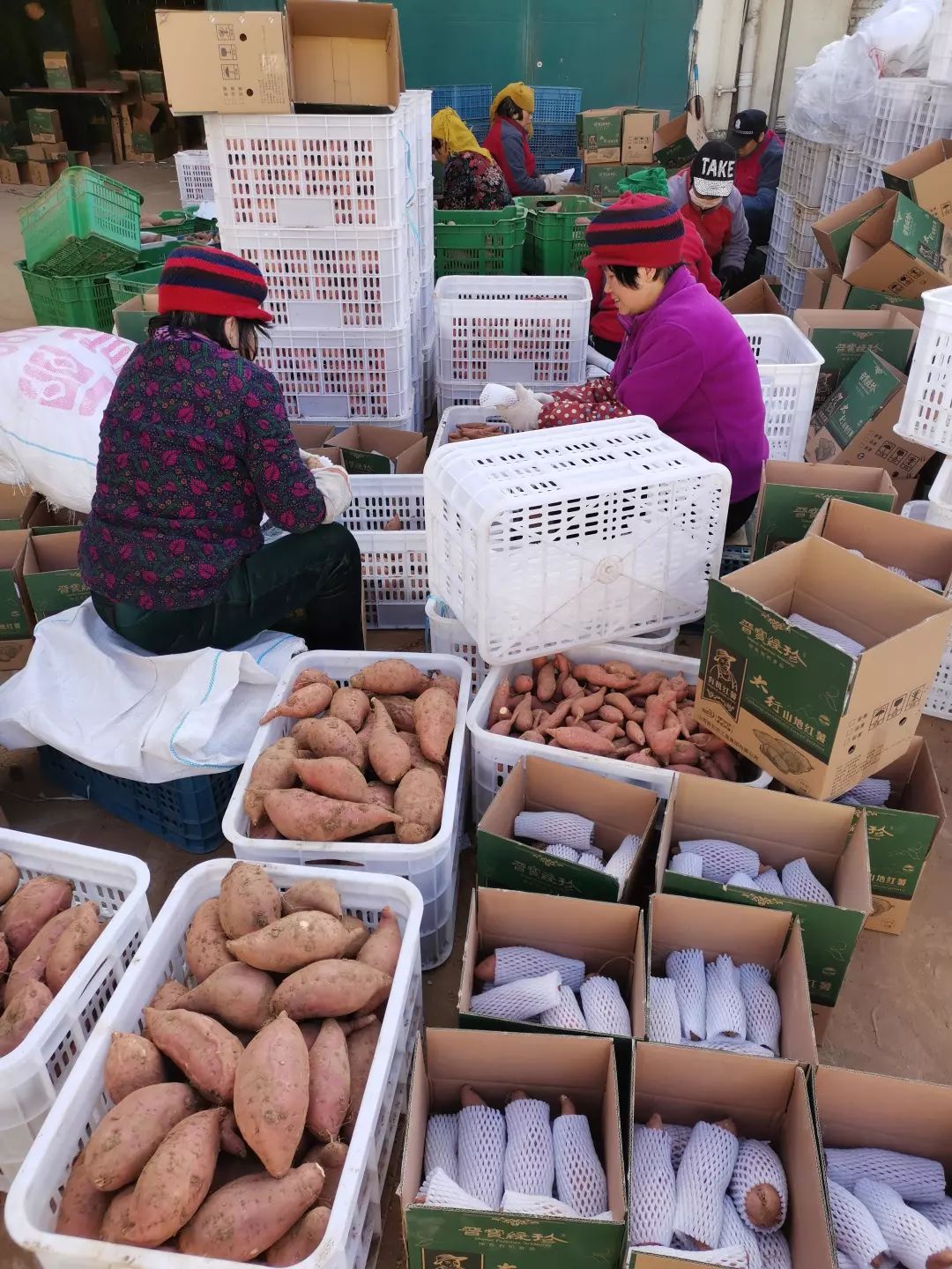 的季节一枚小小的红薯卖出了大价钱农产品增收的新亮点使其成为农业增