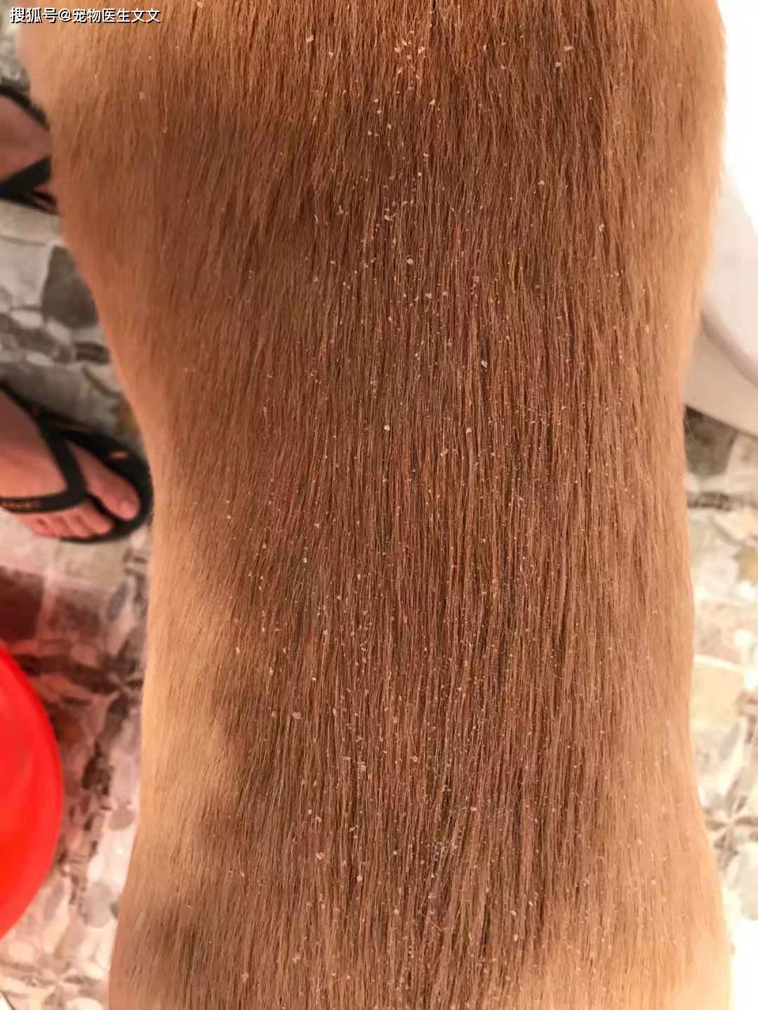 每次给狗狗洗完澡发现身上有好多皮屑这是怎么回事