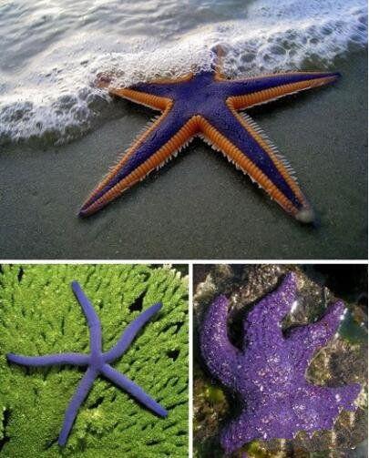 地球上十大最奇特的紫色动物,第九和恐龙同时代,第五紫色北极熊