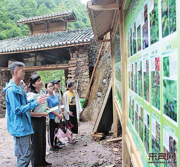 70年我对中国说返乡创业能人李富权坚守大瑶山种出金疙瘩要把金秀瑶药