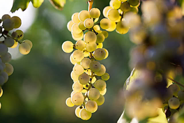 丰富,它含有丰富的植物蛋白和磷脂,还含有维生素b1,b2和烟酸以及铁,钙