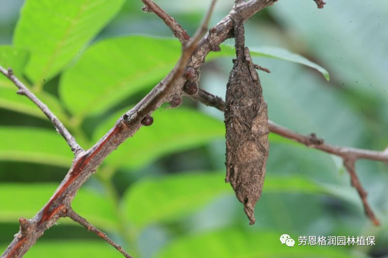 杨毒蛾以低龄幼虫在树皮缝,枯枝落叶,树洞内越冬.