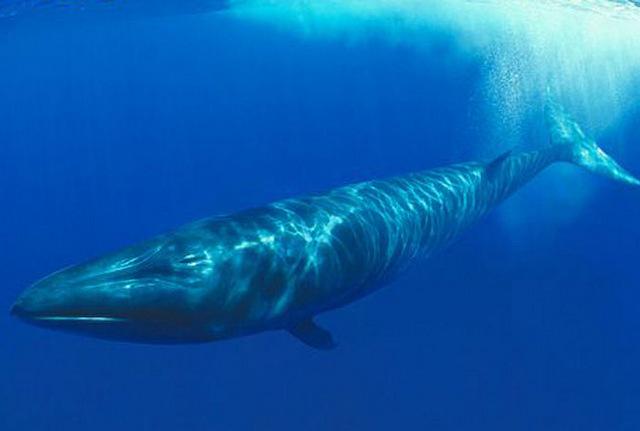 远古已灭绝的鲸鱼图片