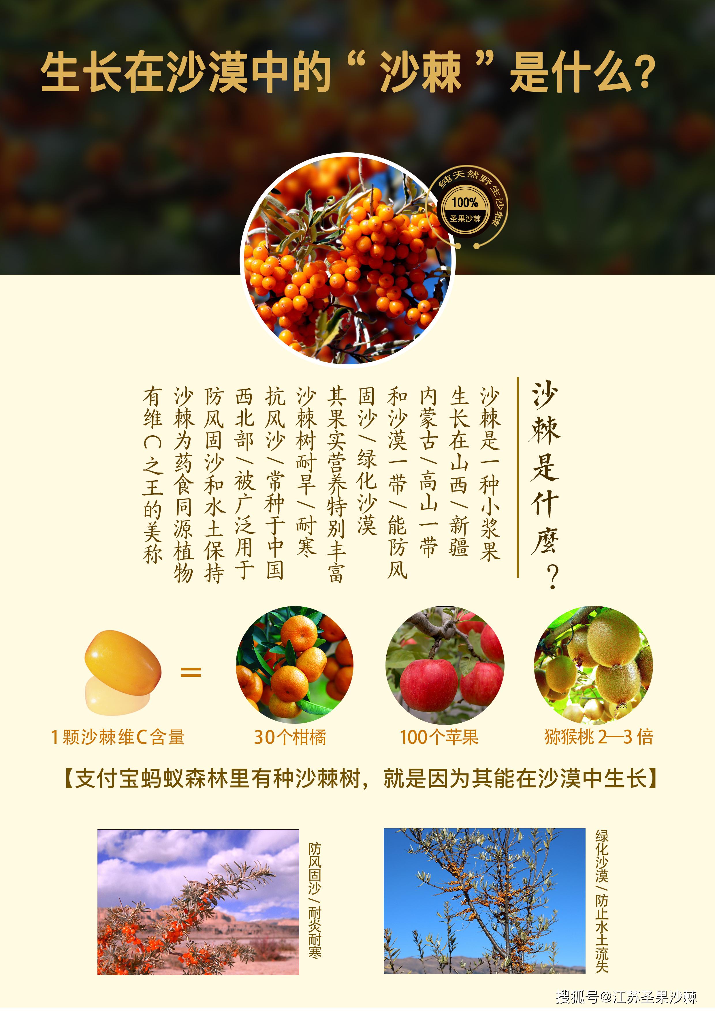 江苏圣果沙棘沙棘果汁饮料的作用功效你真的知道吗