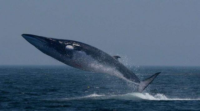 地球上10大最厉害的鲸鱼很多都濒临灭绝你都知道吗