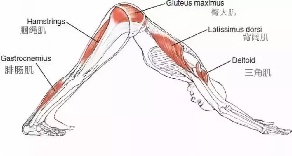 详细解读下犬式解剖降阶法值得收藏