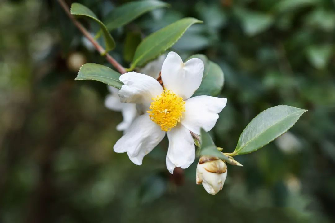 中战茶油,来自北纬30°的恩赐_油茶树