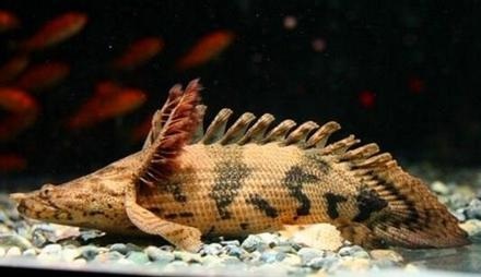 鱼类中最特殊的一类鱼虎纹恐龙王
