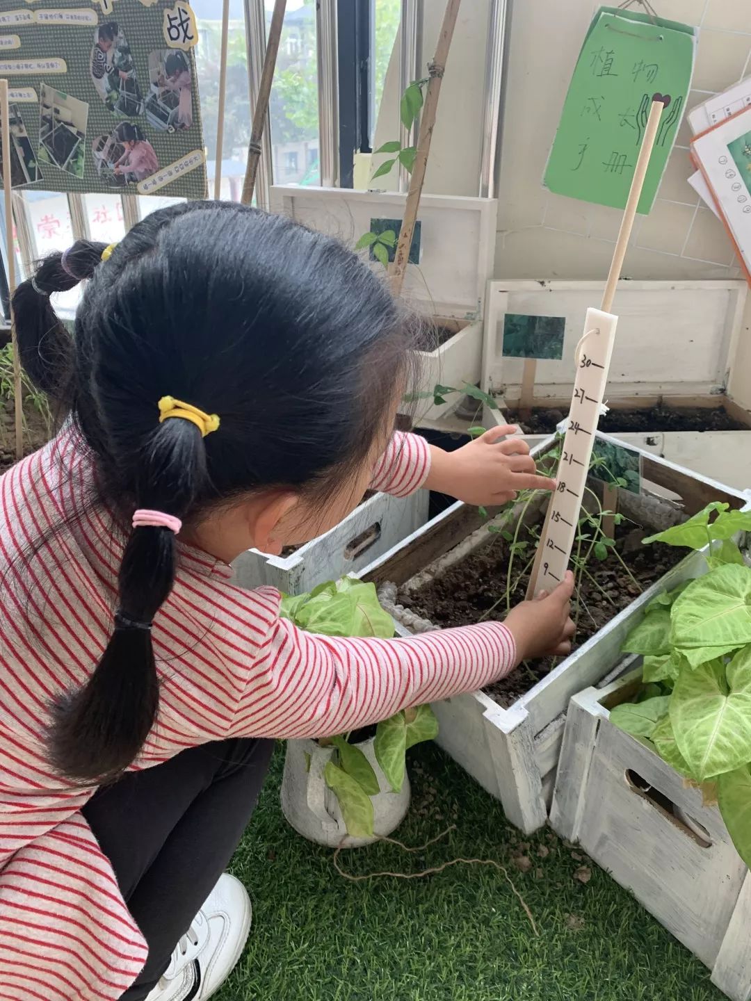 植物角测量工具图片