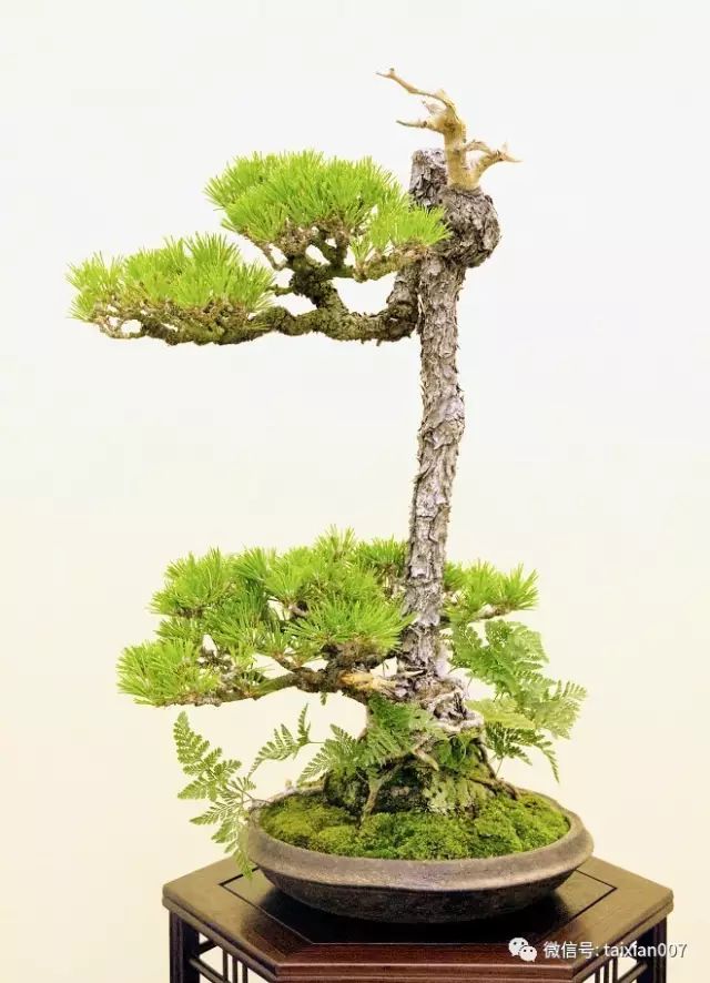 日本盆景展会作品欣赏