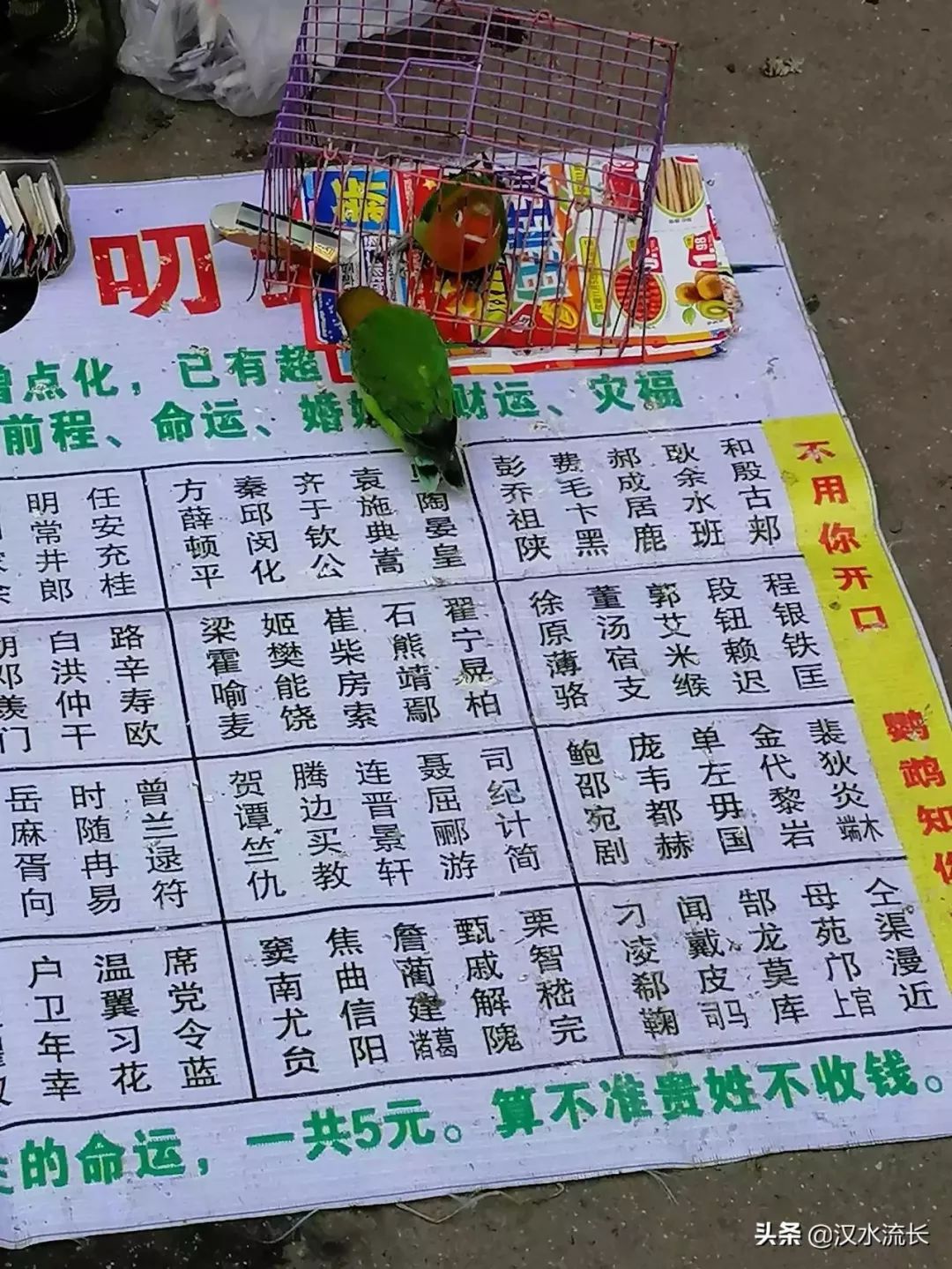 农贸市场有人用鹦鹉算命你信吗?