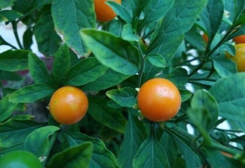 当然,虽然珊瑚樱有着药用价值,但是笔者并不建议使用,毕竟它有毒,还是