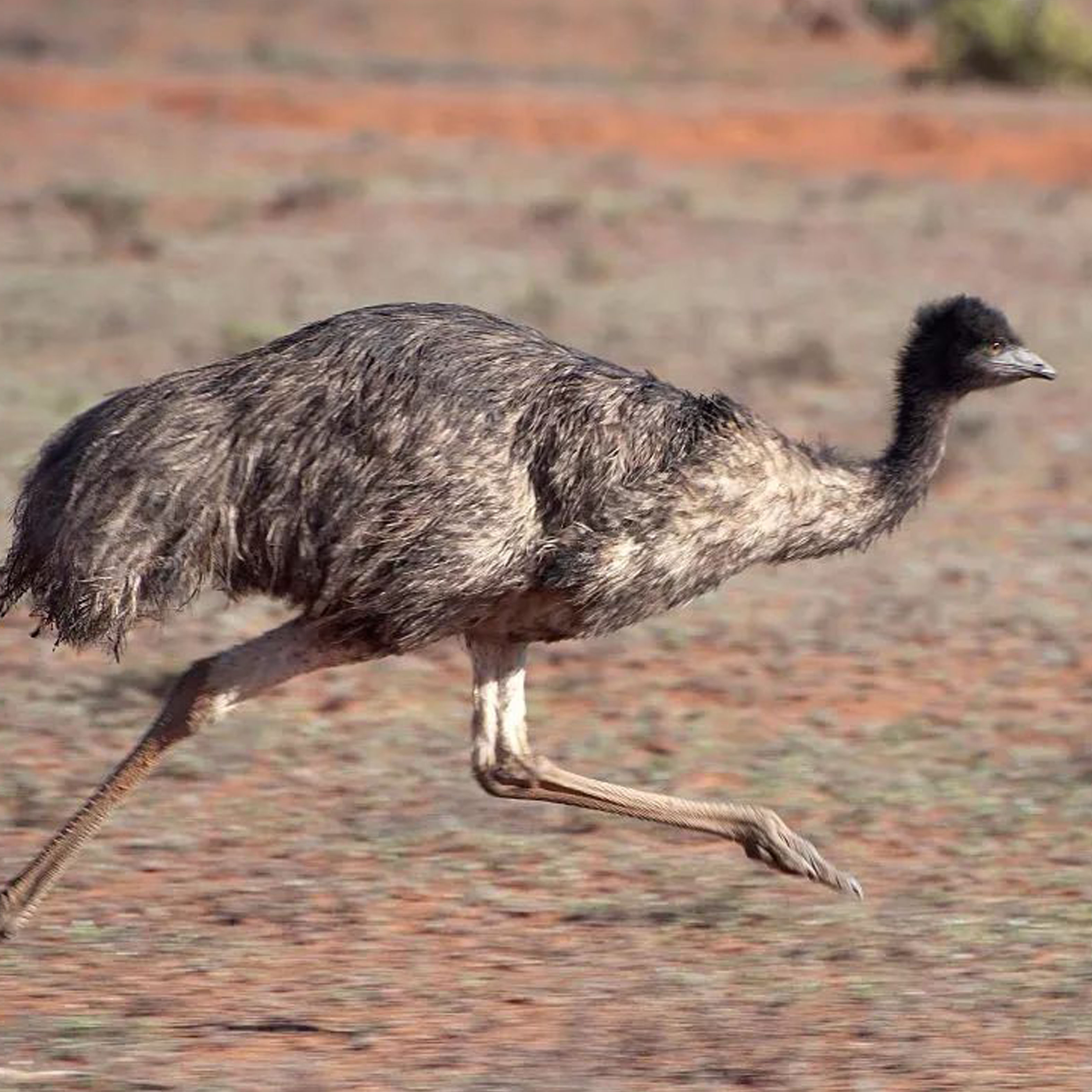 鸵鸟?你还傻傻分不清吗?