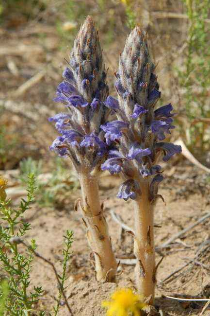 这种野菜是珍贵药材,却因生长独特,濒临灭绝._列当