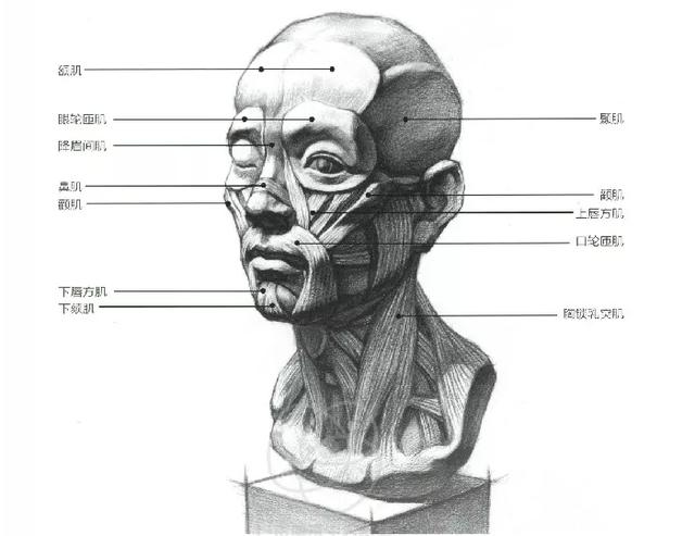 美术生联考冲刺丨素描男女脸部肌肉刻画解析和范画欣赏