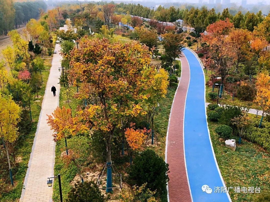 【今日头条】赏银杏何必去济南,济阳这边风景独好..._黄河