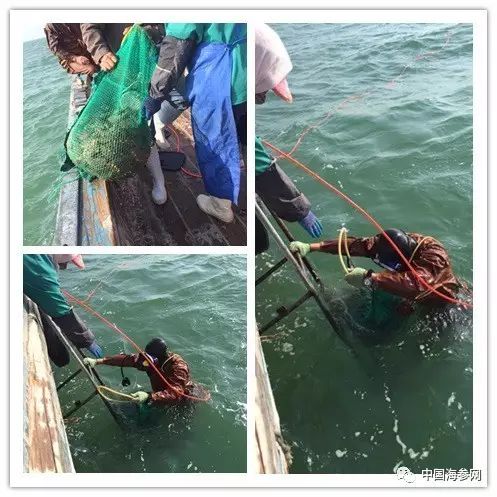 全方位了解底播海参的捕捞过程_海底