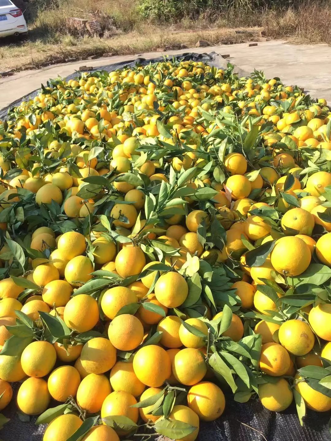 舌尖档全橙热恋上线龙南采摘攻略看这条就够了