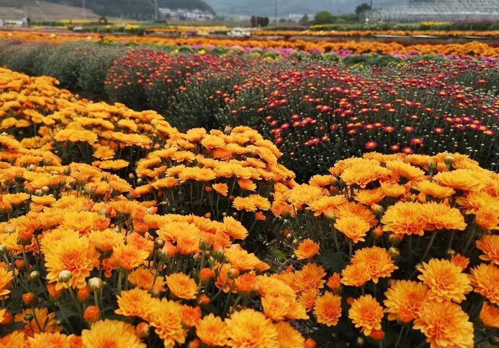 太美了!三明这里惊现一大片"彩色花海"