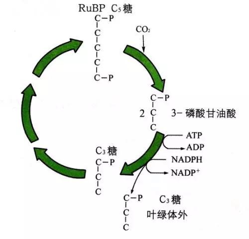 理科生都知道植物光合作用那节课有个叫卡尔文循环的吧,它的循环图长