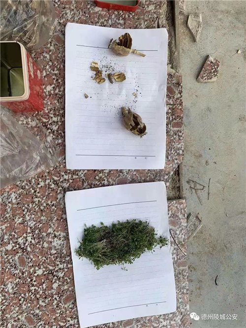 山东德州陵城:种了460颗大烟葫芦,拘留10天,罚2000