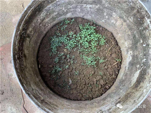 山东德州陵城:种了460颗大烟葫芦,拘留10天,罚2000