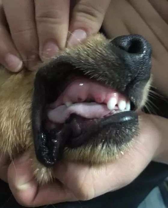 金毛吃鸡过于投入,满嘴是血,主人扒开嘴巴哭笑不得