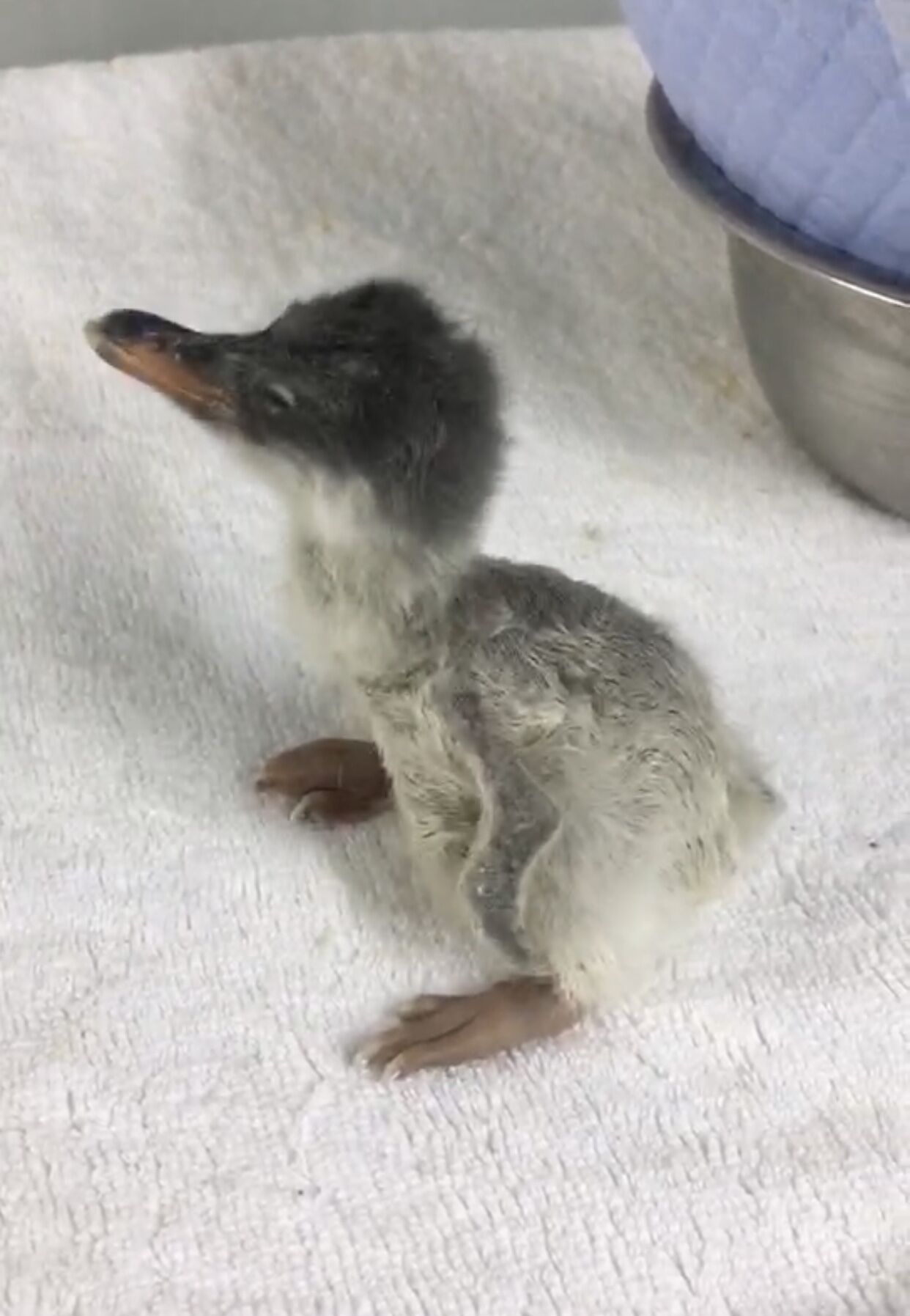 大连圣亚海洋世界企鹅宝宝破壳了!白眉企鹅家族又添新成员