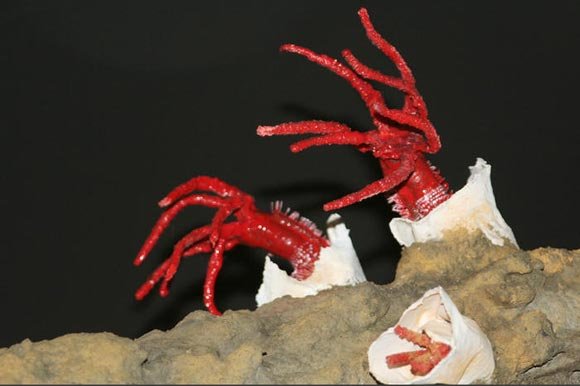 地球上最怪异的生物,第一种没有嘴没有消化系统也能生存!_蠕虫