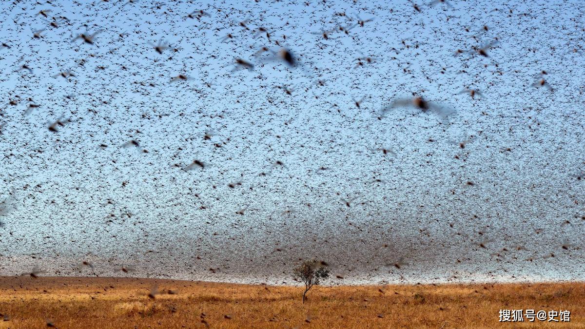 旧中国蝗灾庄稼全部啃光打不尽赶不走寸草不留能把房子压塌