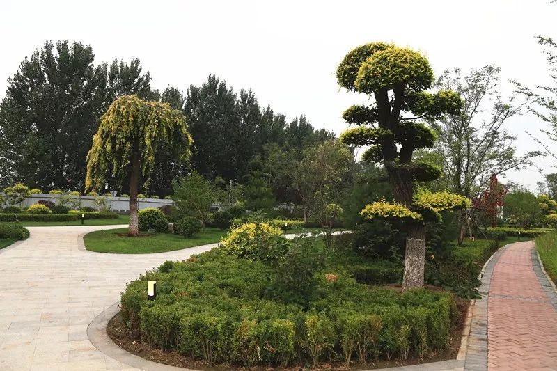 腾退后迎巨变通州潮白河绿化带公园开门迎客