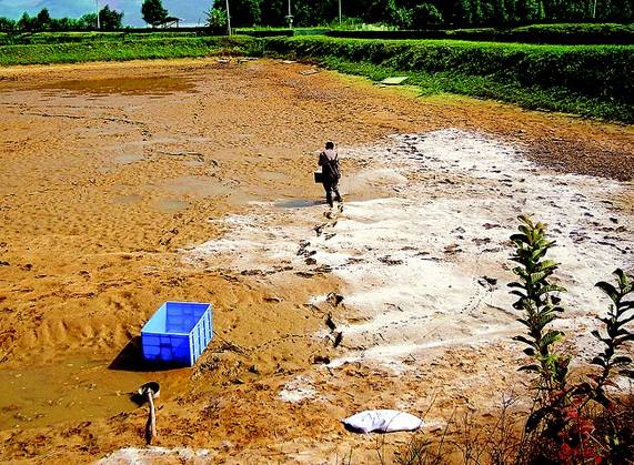 养殖人不得不知道的虾塘最全清塘方法