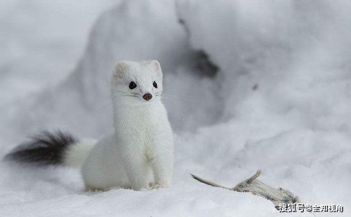 原创动物界战斗民族小巧的鼬树栖的貂强壮的獾水生的獭