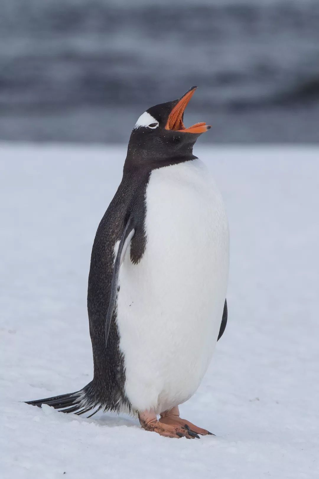 去南极啊,过个最远最牛的年!_企鹅