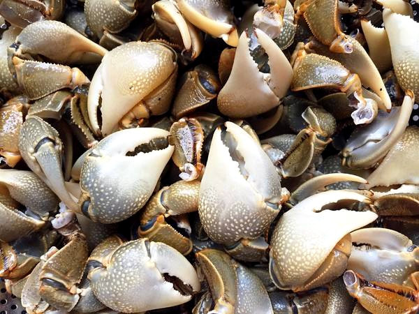 原创寻蟹26城盐城虾油螃蜞一把盐吊出来的野鲜一口一个停不下来