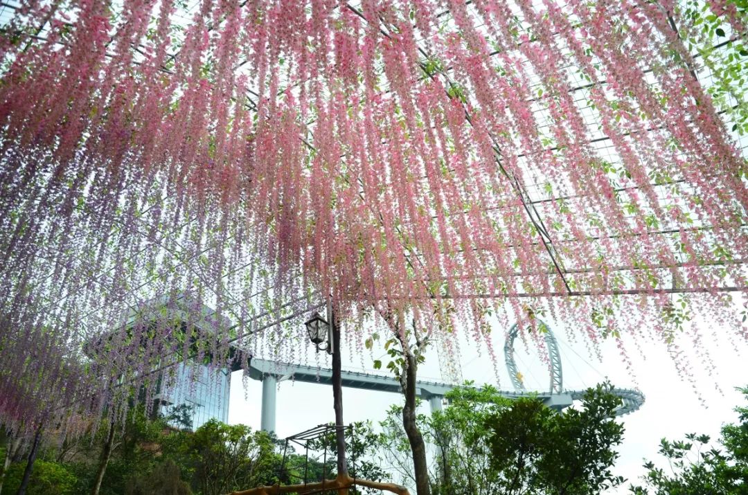 黄腾峡花溪谷图片