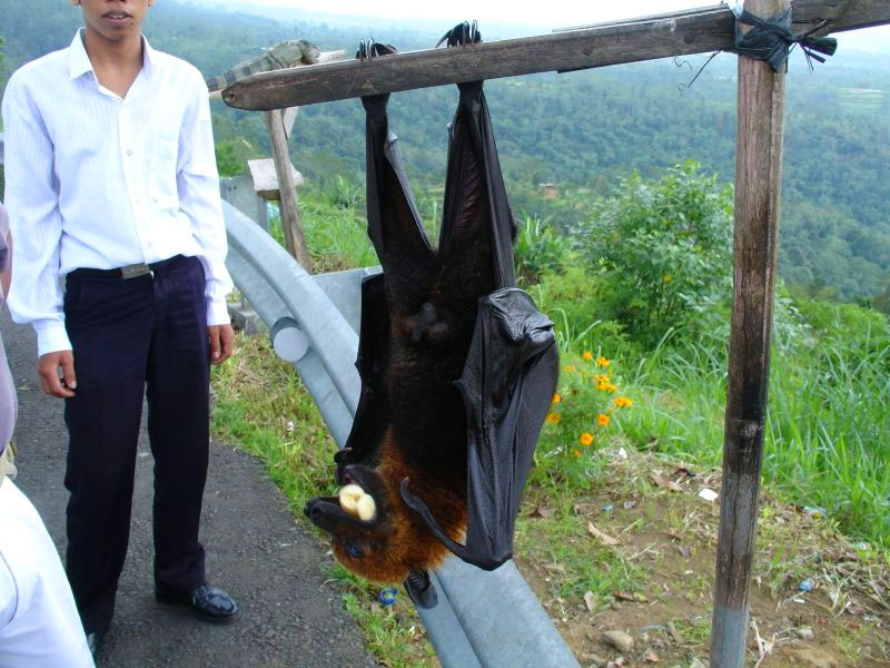 这只蝙蝠 翼展1米8,香蕉一顿仨;看着挺吓人,当地爱吃它