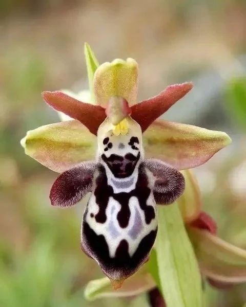 原创这些植物形态像动物,花朵叶子很别致,可轻松养成盆栽