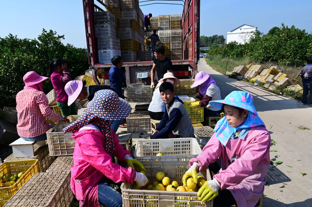 笑顏如花瑞金妹子開心地採摘臍橙哎喲勒,我們的贛南臍橙特別甜咧~臍橙