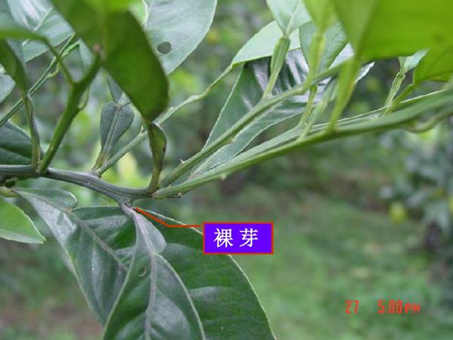 如何让柑橘6月上市除了选育夏季品种还可以调控花芽分化