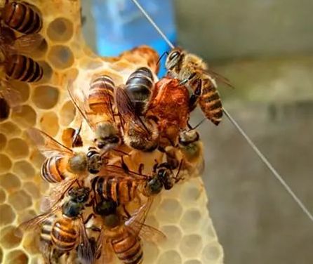 蜜蜂是怎么当上蜂王的 蜜蜂是怎么当上蜂王的视频