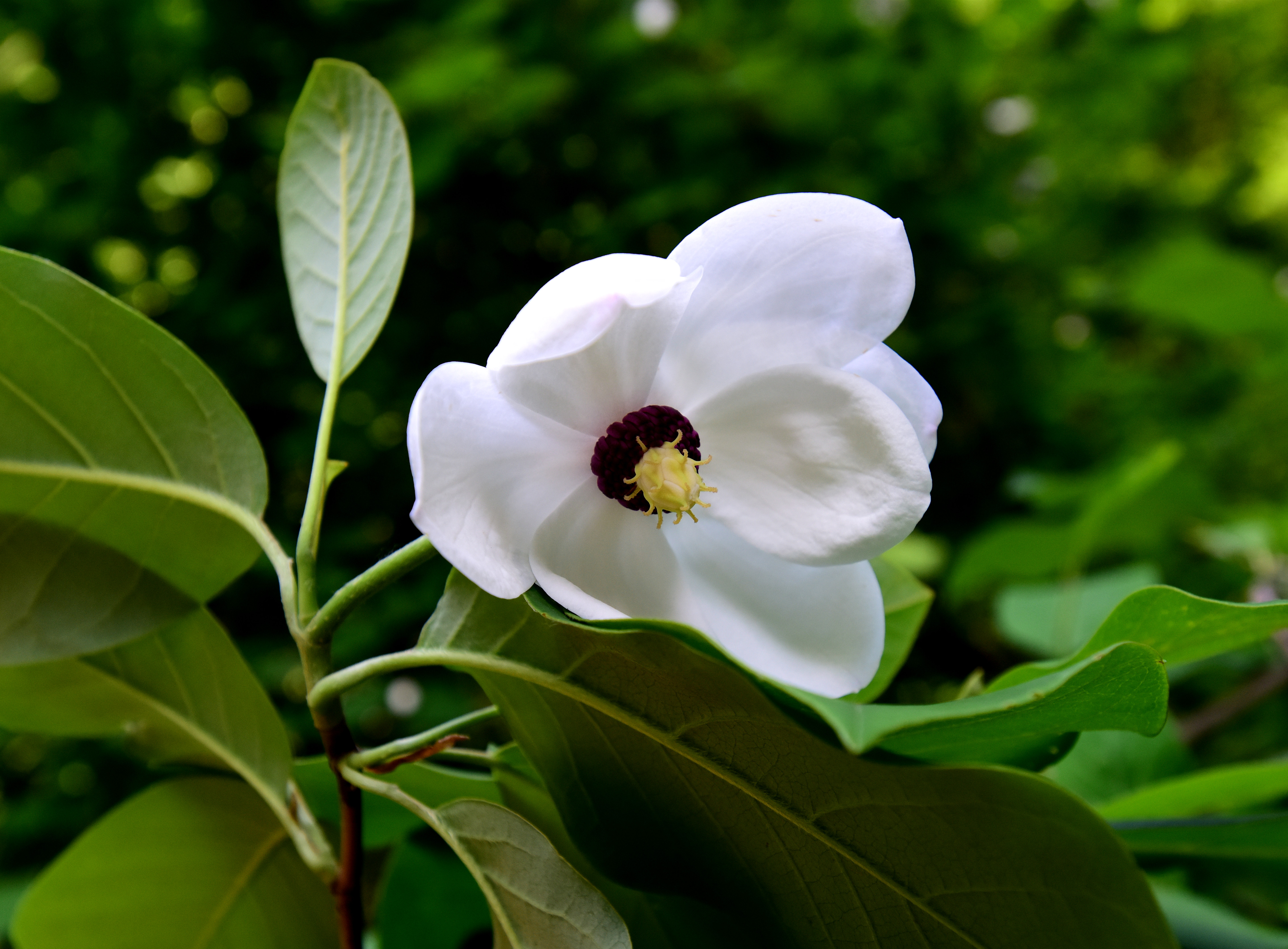 辽宁省各市市花图片