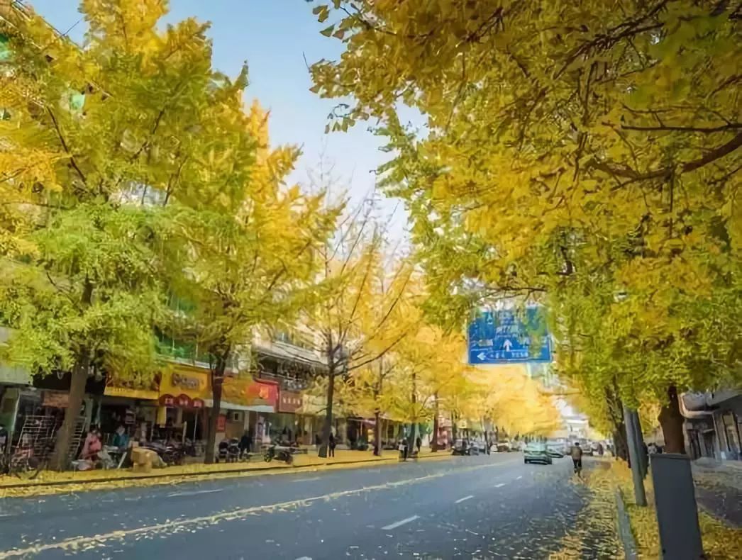 成都最全《赏银杏地图》16个精选好地方