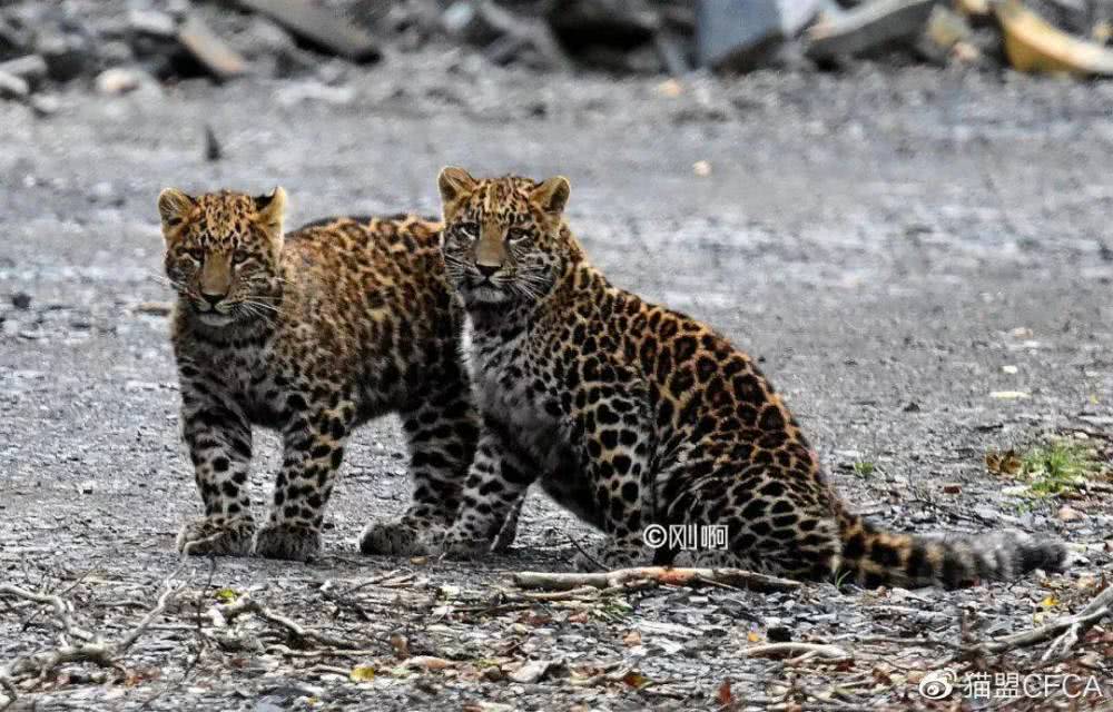 在一位游客自驾游的时候,无意之中在路上遇到了三只野生豹子,并且表现