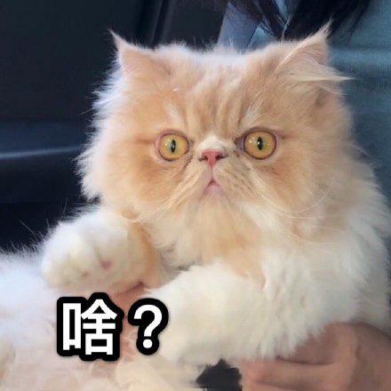 猫咪表情包合集我没事我很快乐