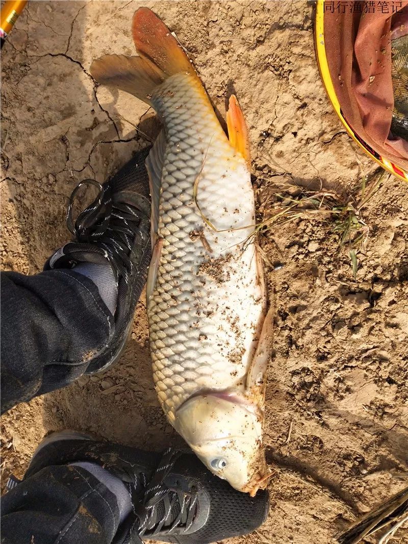 11.7 釣魚筆記連載:挑戰二手野生黃河魚_鯉魚