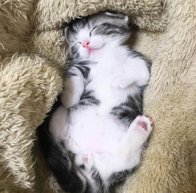 熟睡的小奶猫被主人吵醒 随后的一招 主人彻底被征服 小花猫